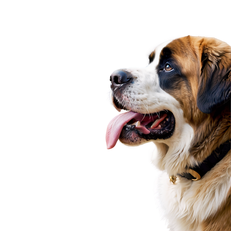 Saint Bernard Drool Face Png Nkn50