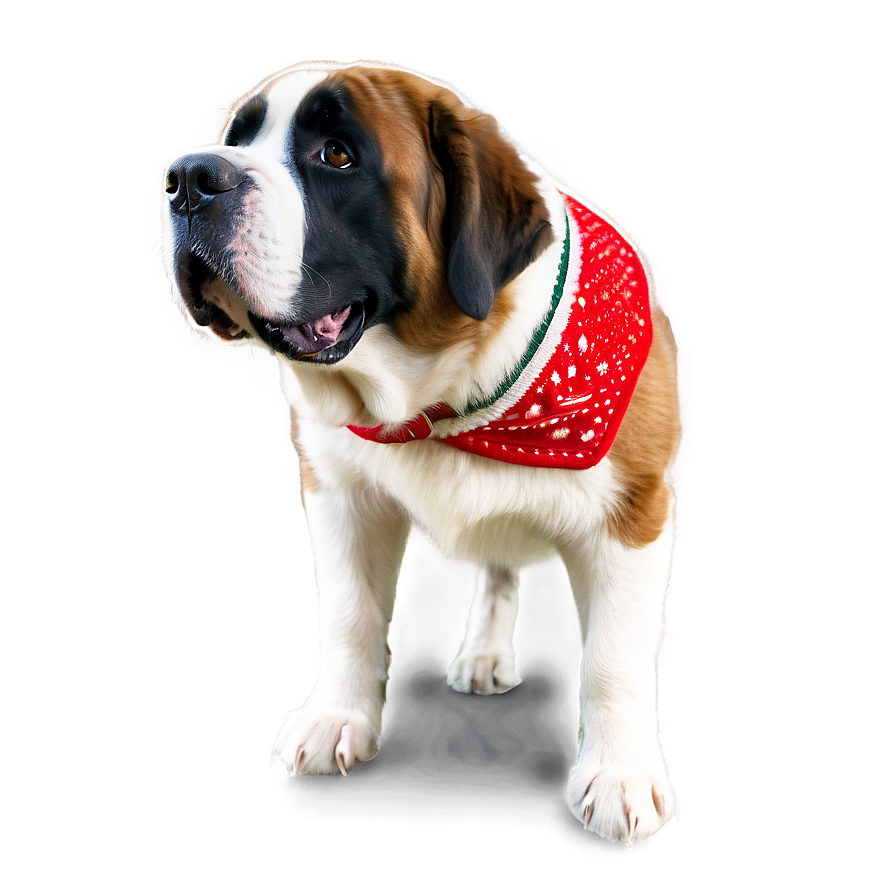 Saint Bernard In Festive Gear Png Bme85