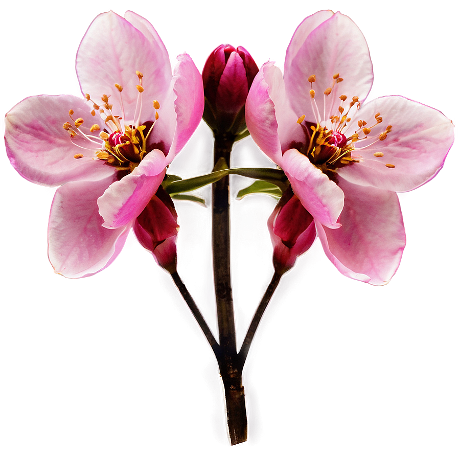 Sakura Flower Wallpaper Png Ome