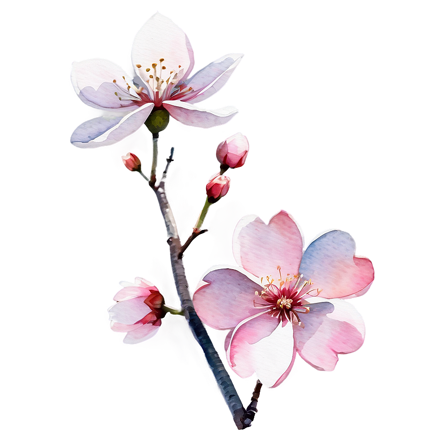 Sakura Flower Watercolor Painting Png Non99