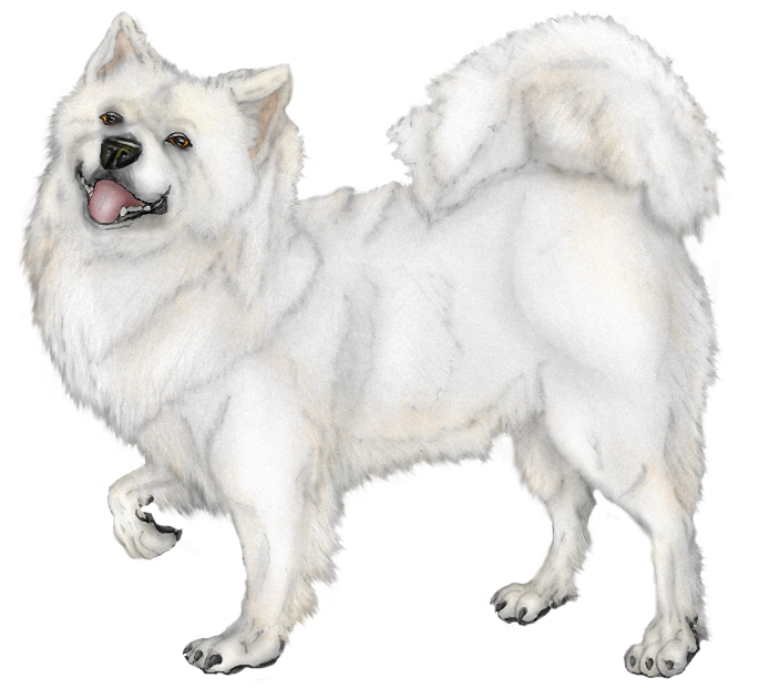 Samoyed Dog Illustration.png