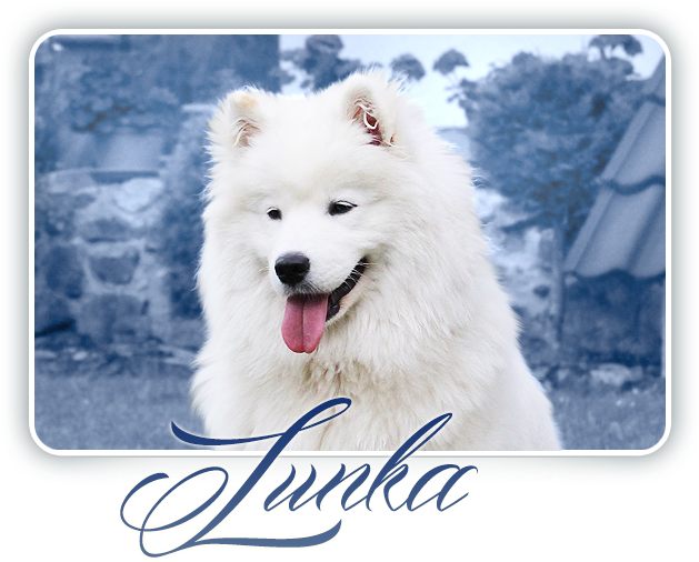 Samoyed Dog Portrait Junha