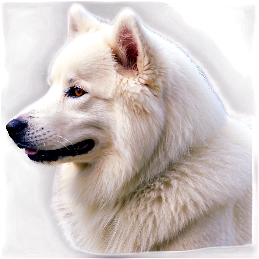 Samoyed Dog Profile Png 14