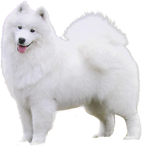 Samoyed Dog Standing Profile