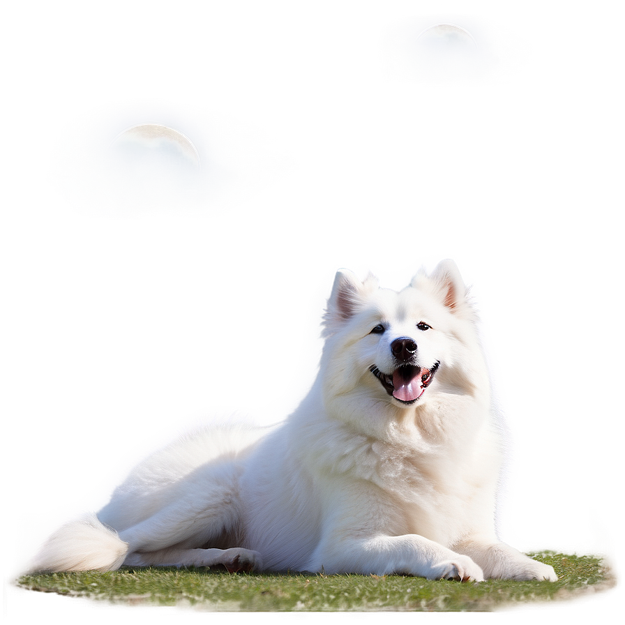 Samoyed Enjoying Sunshine Png Qna