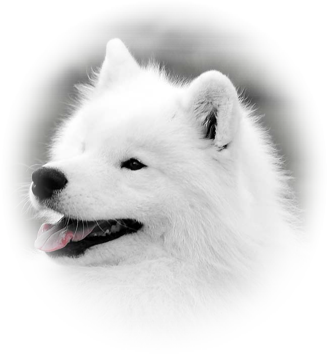 Samoyed Portrait Smiling Dog