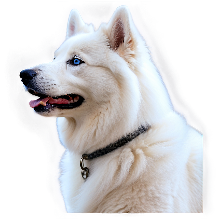 Samoyed With Blue Eyes Png 06242024