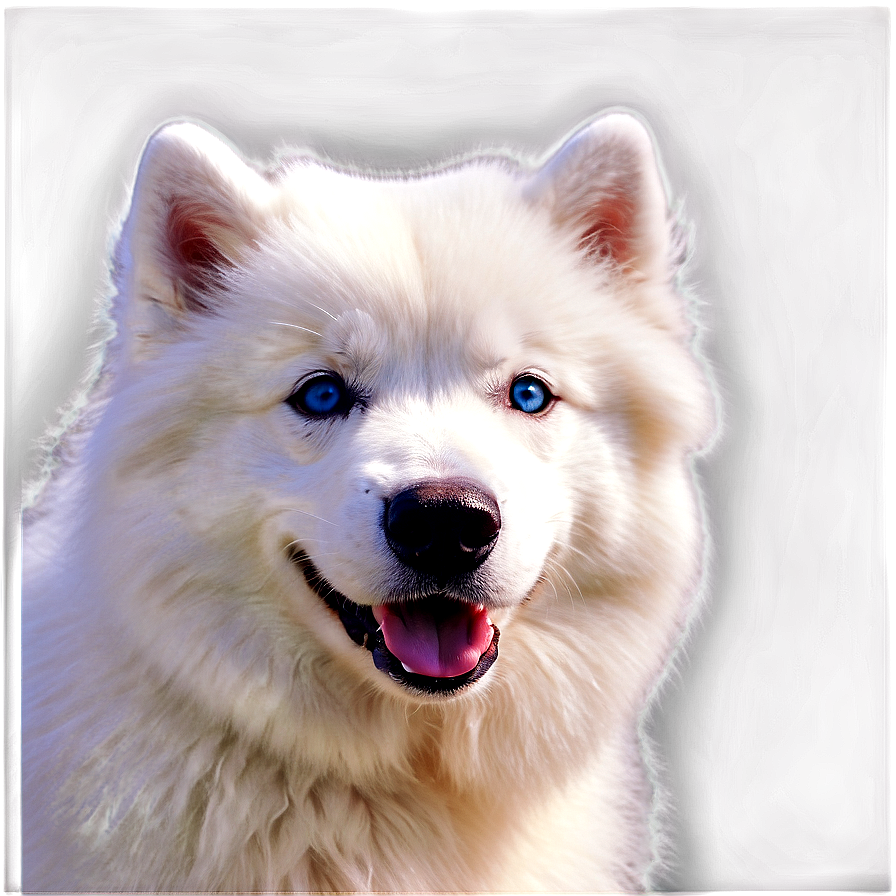 Samoyed With Blue Eyes Png 69