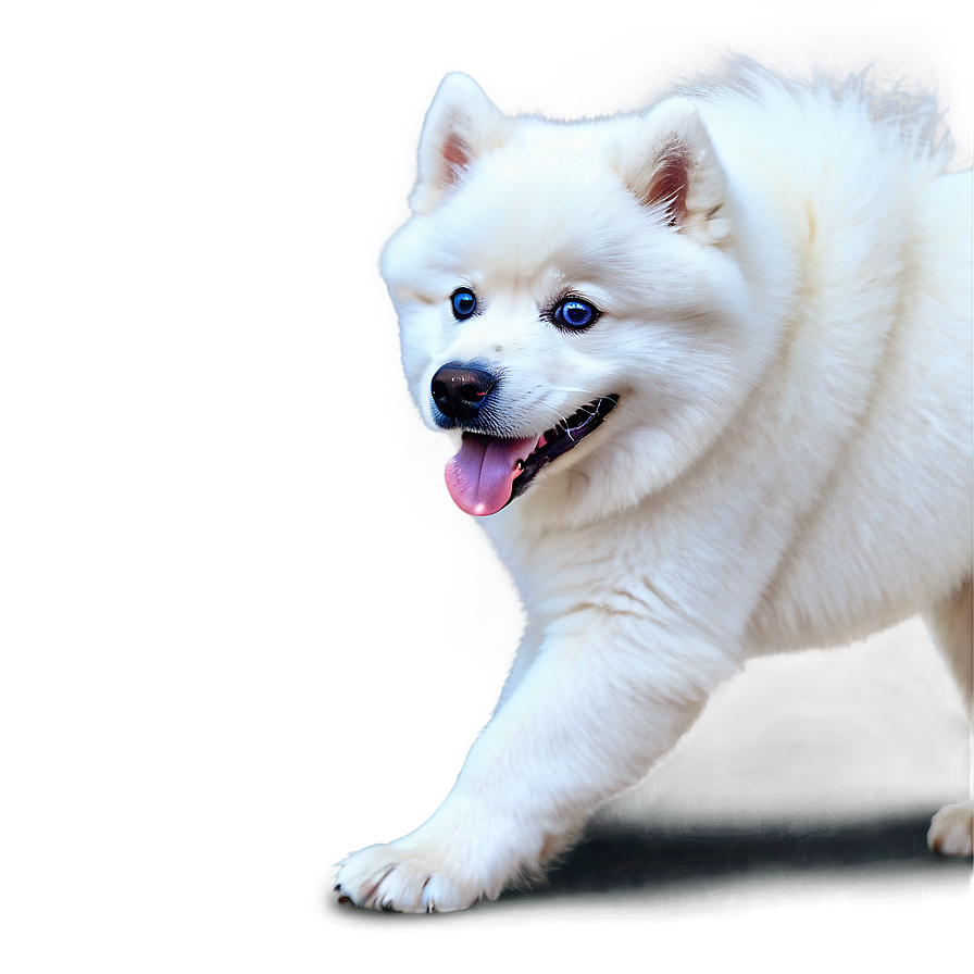 Samoyed With Blue Eyes Png Nwa82