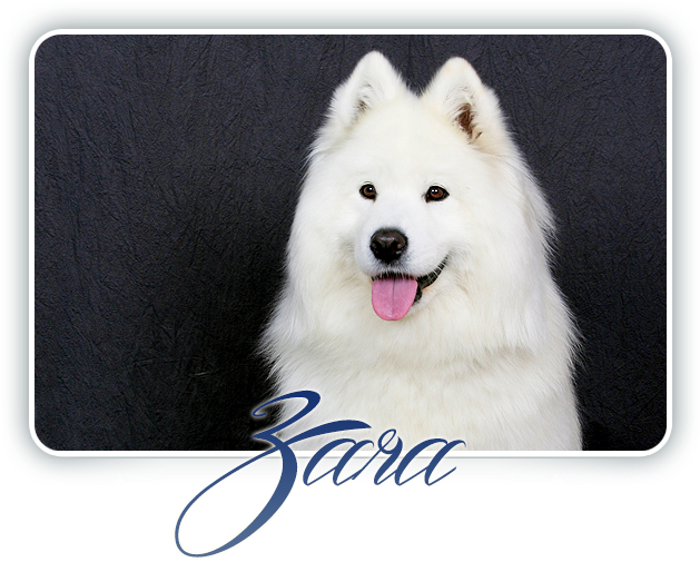 Samoyed Zara Portrait