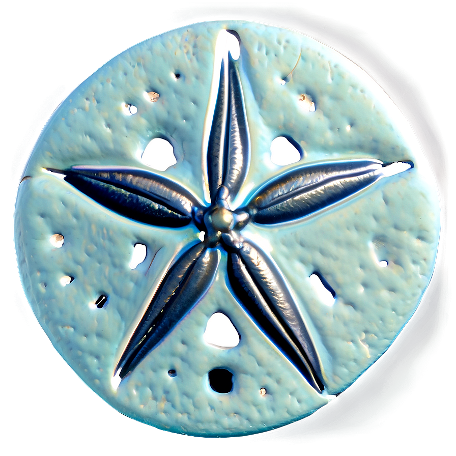 Sand Dollar Close-up Png 27