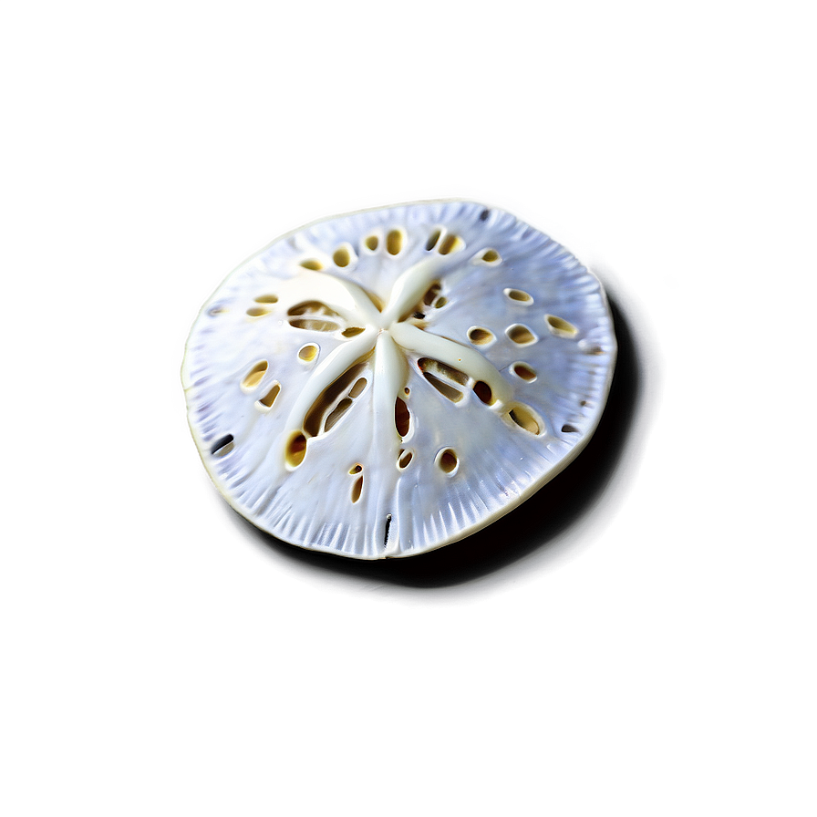 Sand Dollar For Aquarium Design Png Ffp99