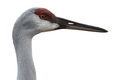 Sandhill Crane Profile Portrait