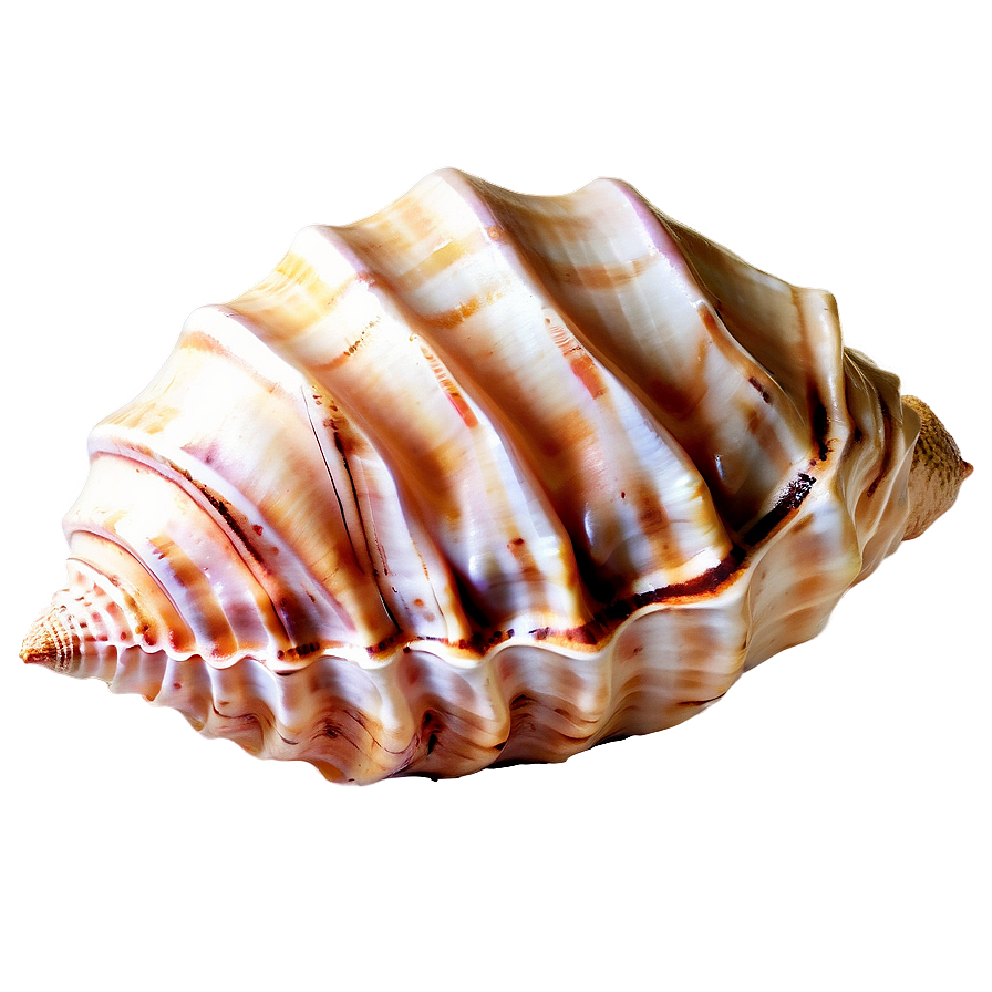 Sandy Beach Conch Shell Png Eap