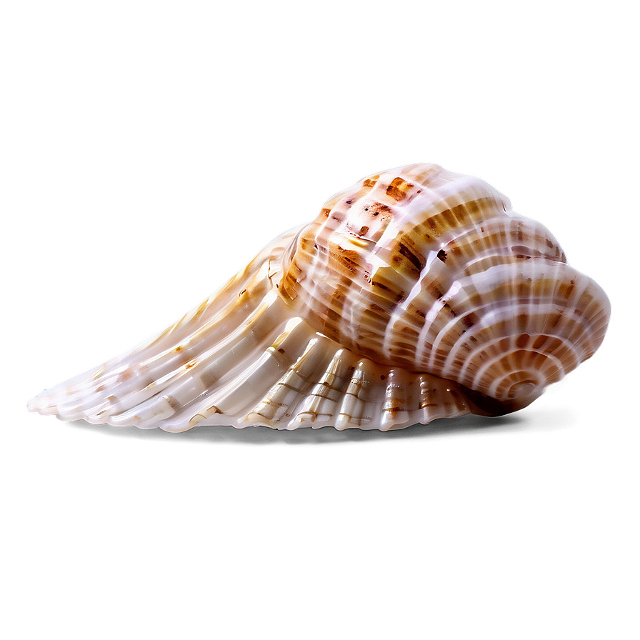 Sandy Beach Shell Png 88