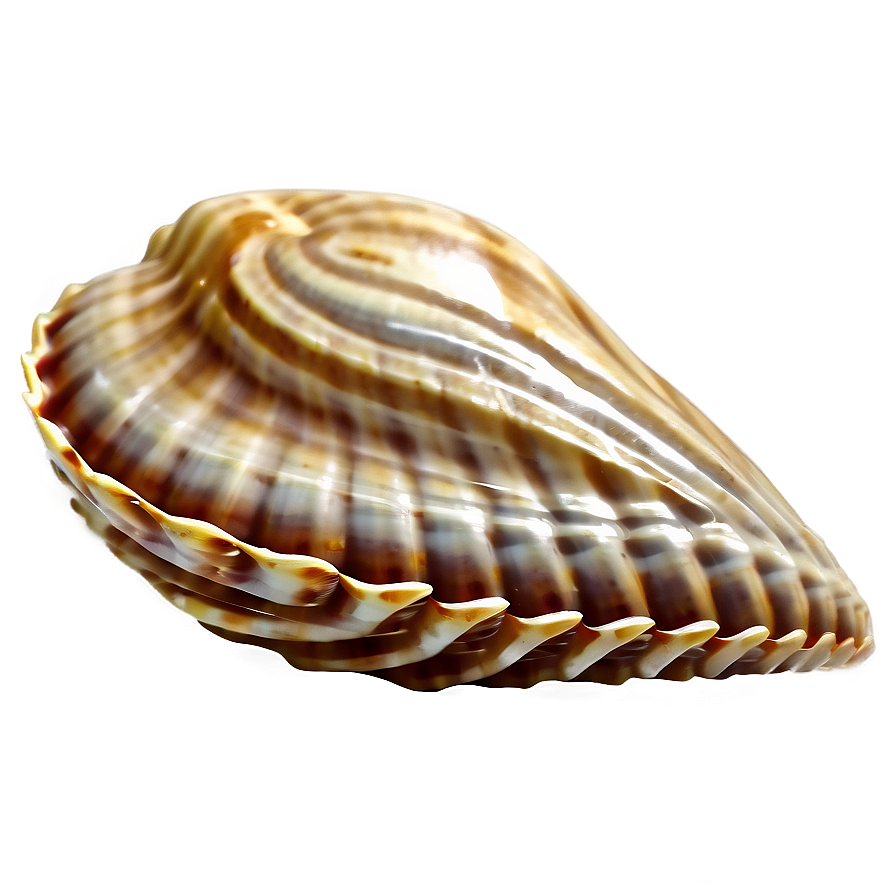 Sandy Beach Shell Png Qor