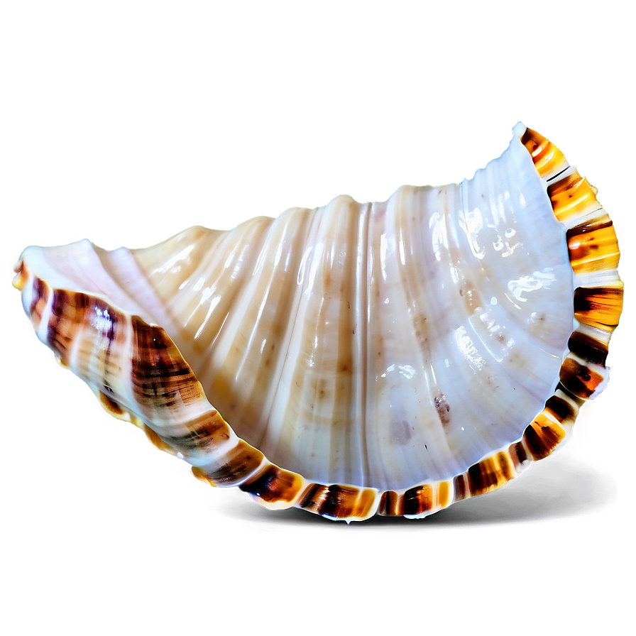 Sandy Beach Shell Png Wqf