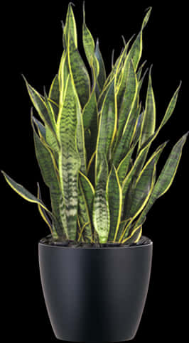 Sansevieria Snake Plantin Black Pot