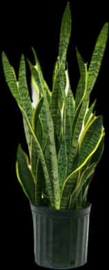 Sansevieria Trifasciata Plant