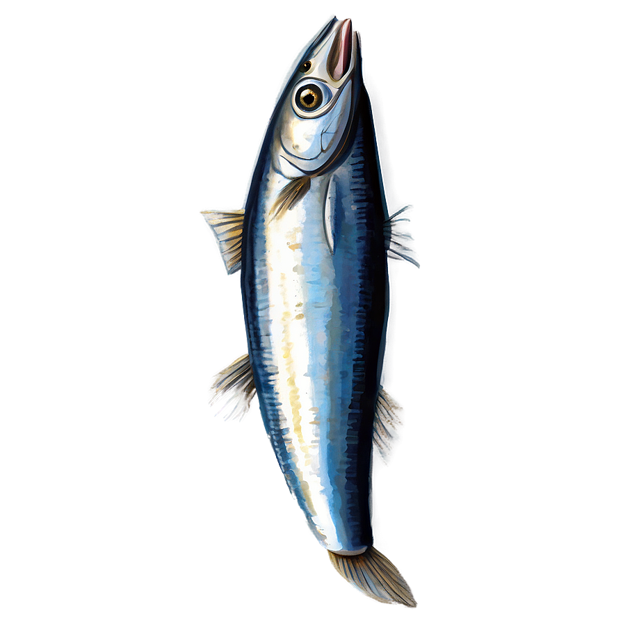 Sardine Drawing Png 20