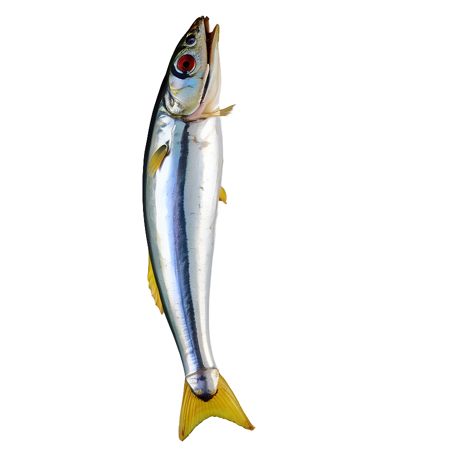 Sardine Icon Png 53