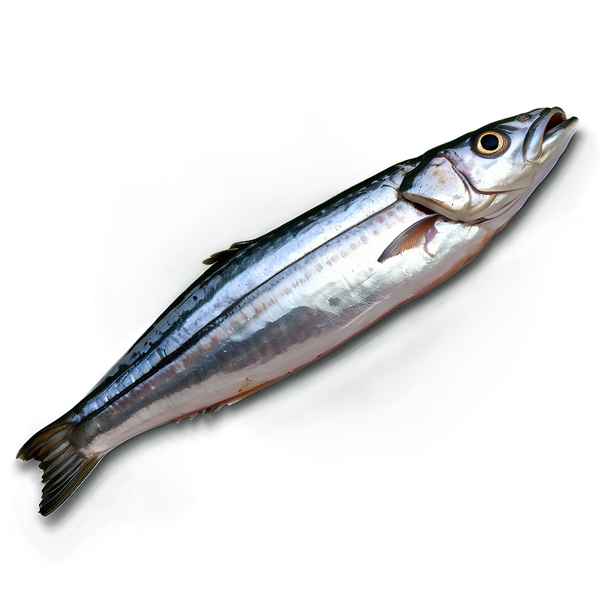 Sardine Packaging Png 95