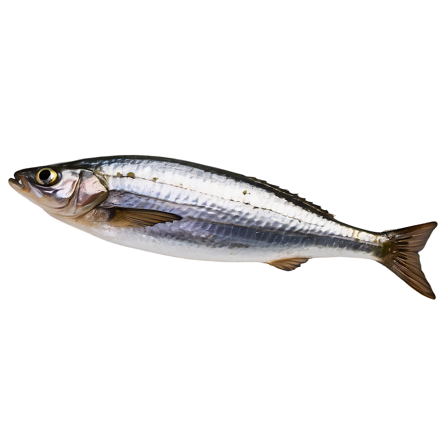 Sardine Spread Png 86