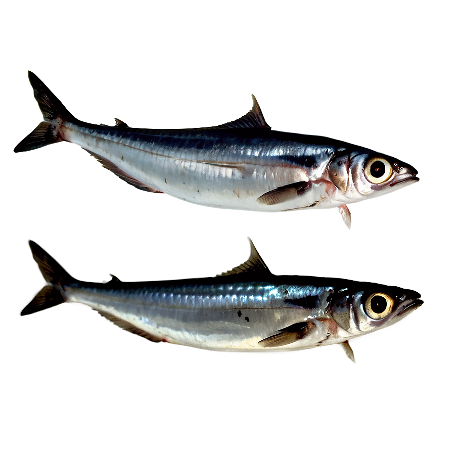 Sardine Texture Png Uhl46