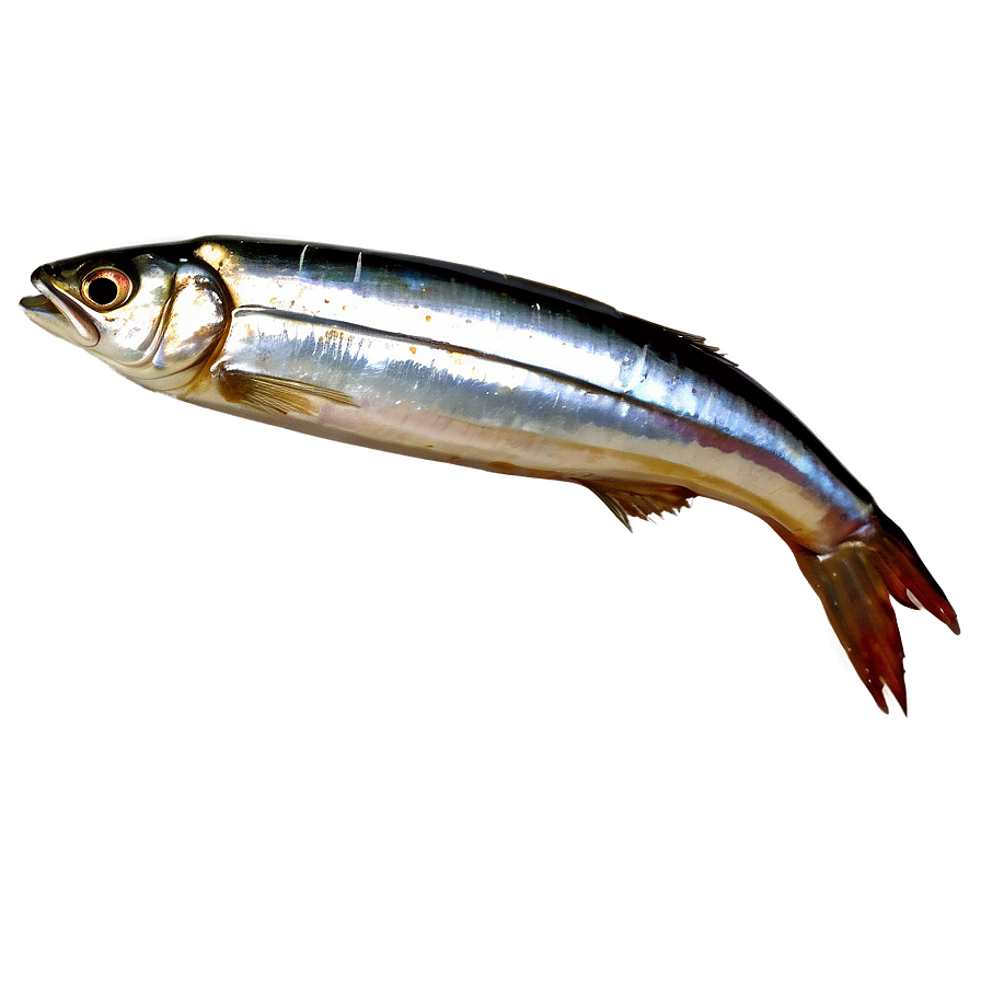 Sardines In Vinegar Png 21