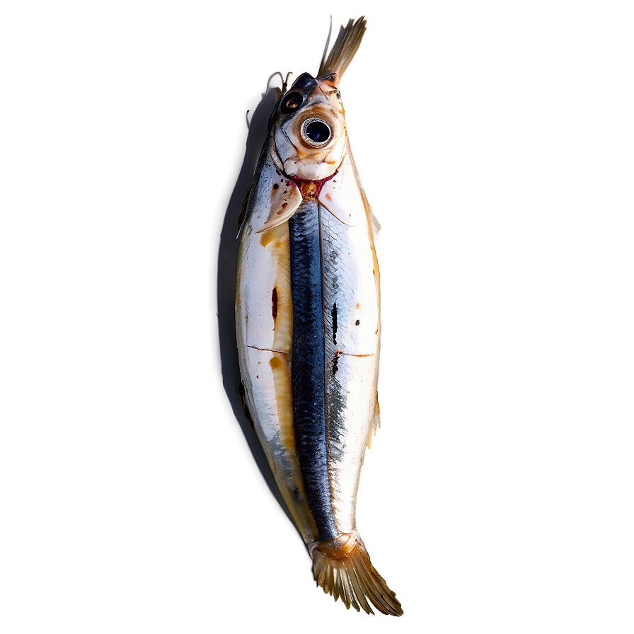 Sardines With Herbs Png 29