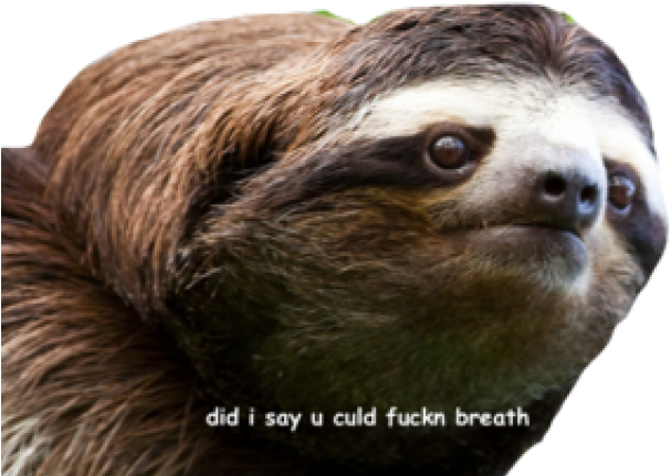 Sassy Sloth Meme