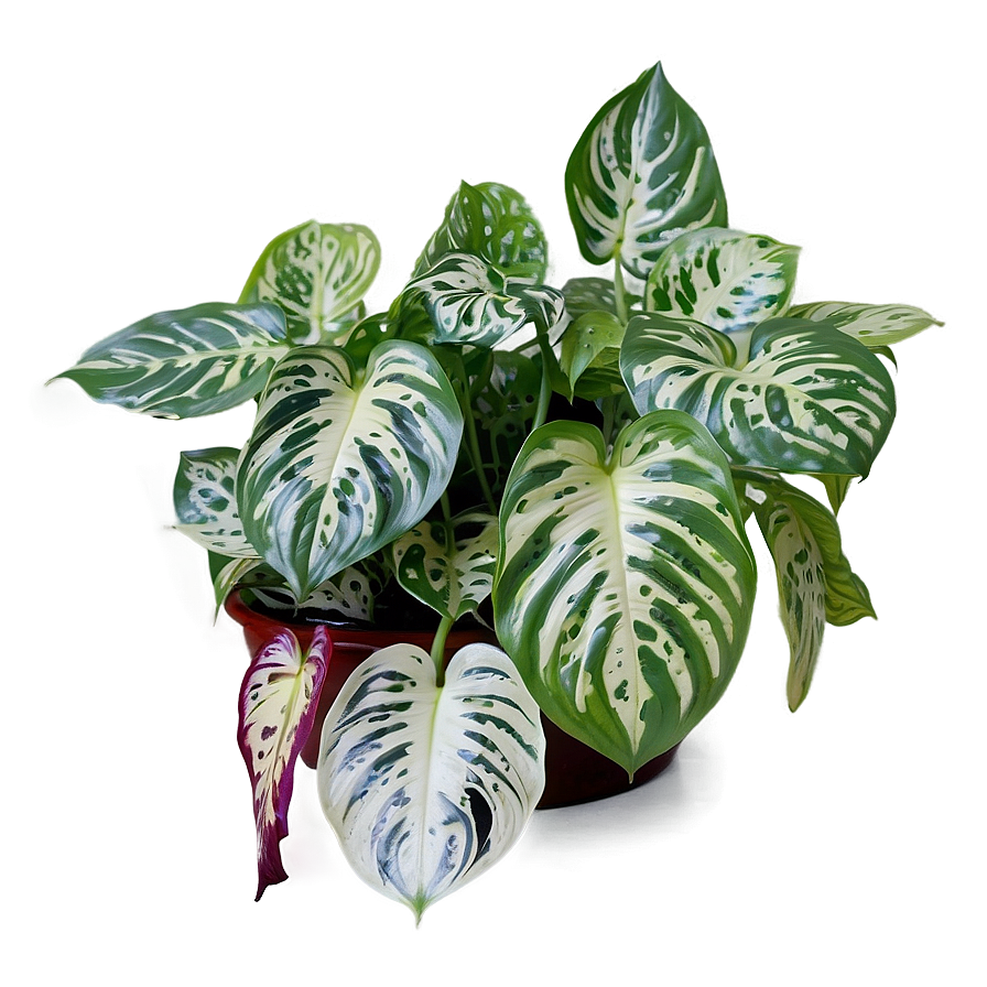 Satin Pothos Identification Guide Png Iyo75