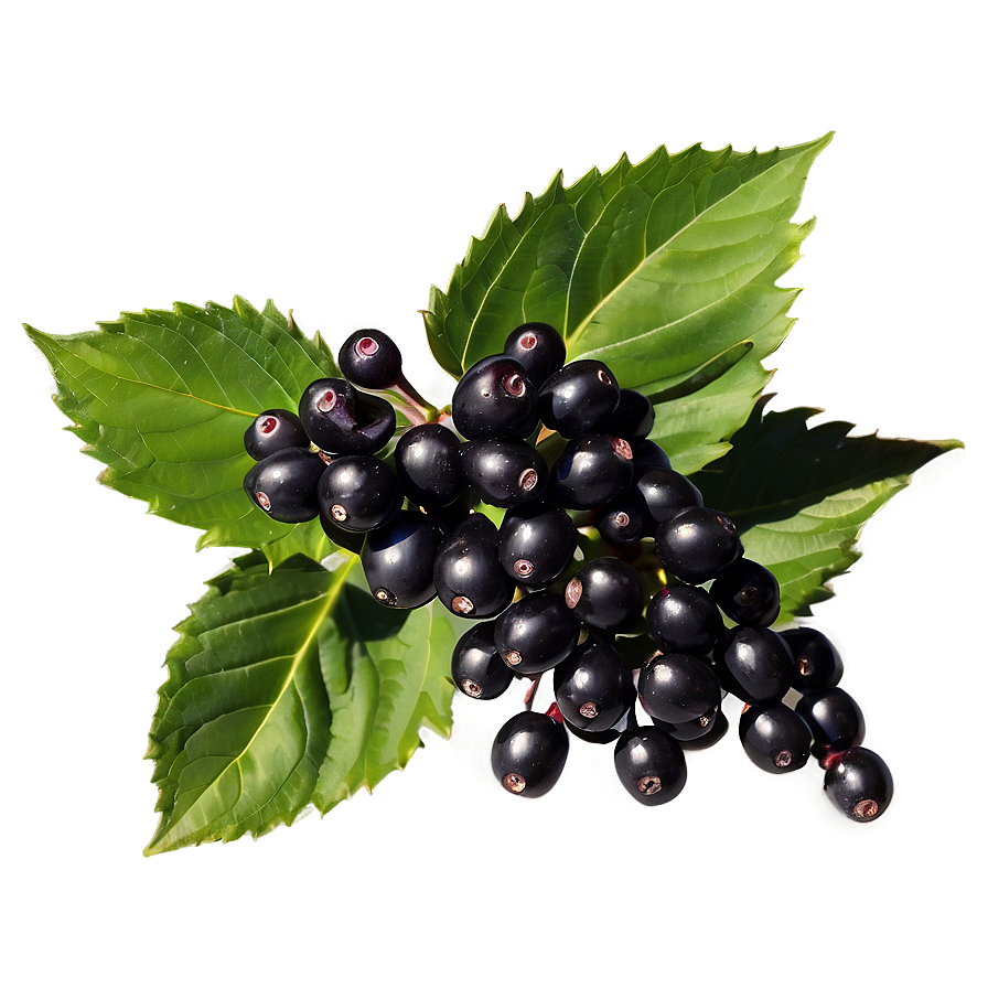 Satisfying Elderberry Png 05232024