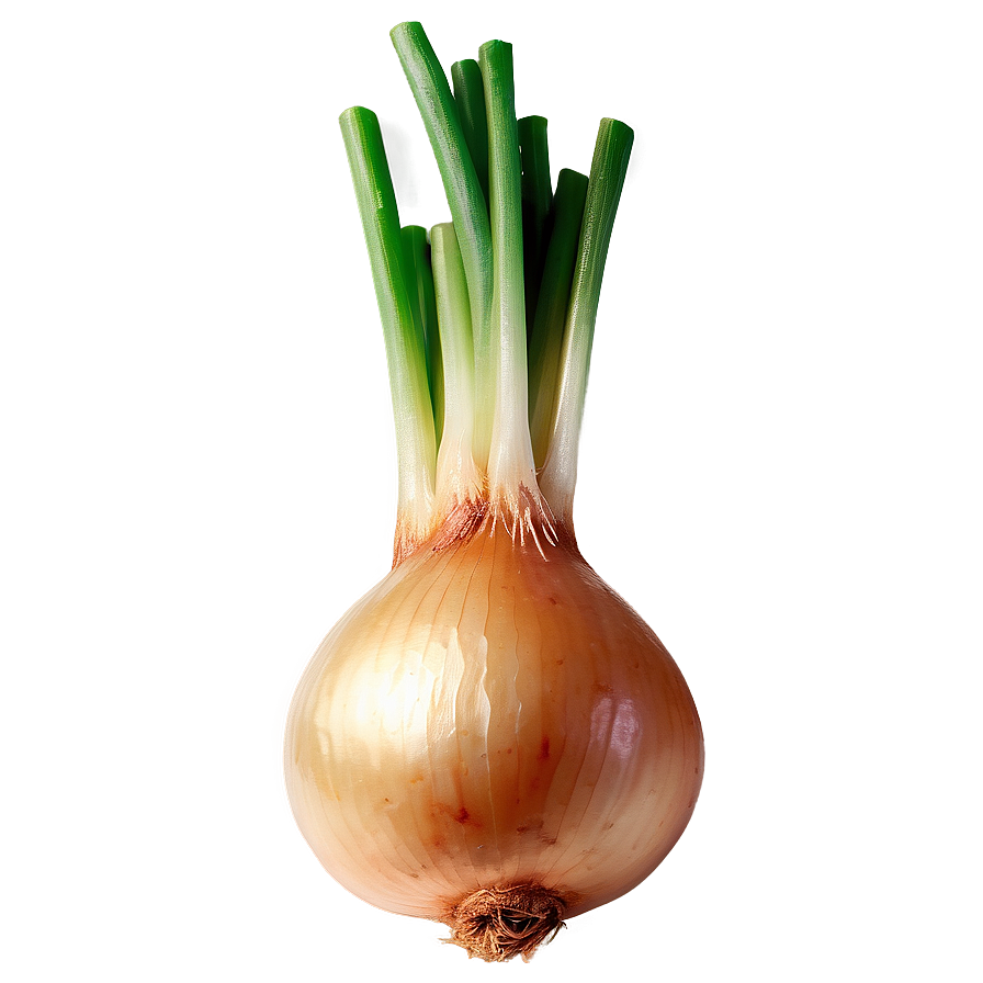 Sautéed Onion Png Rsi95