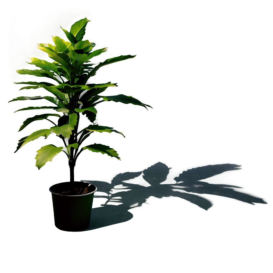 Savannah Plant Shadow Png Qro58