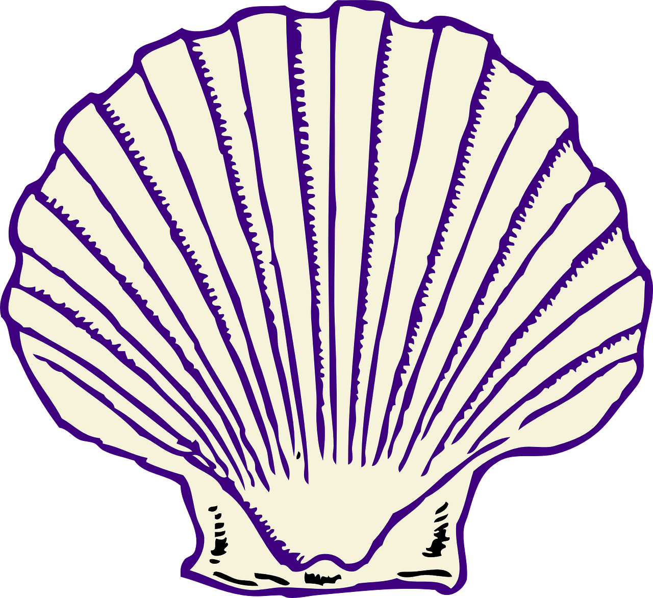 Scallop Shell Illustration