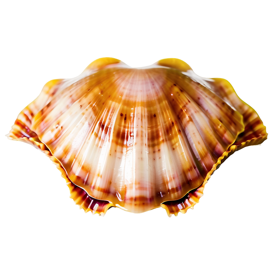 Scallop Shell Image Png 05212024