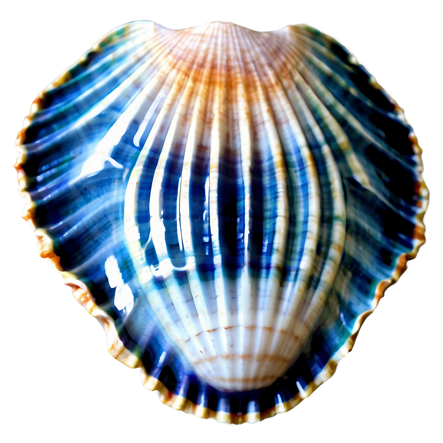 Scallop Shell Image Png Skk