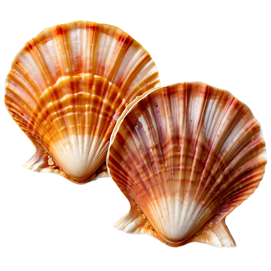 Scallop Shell Image Png Wjo99