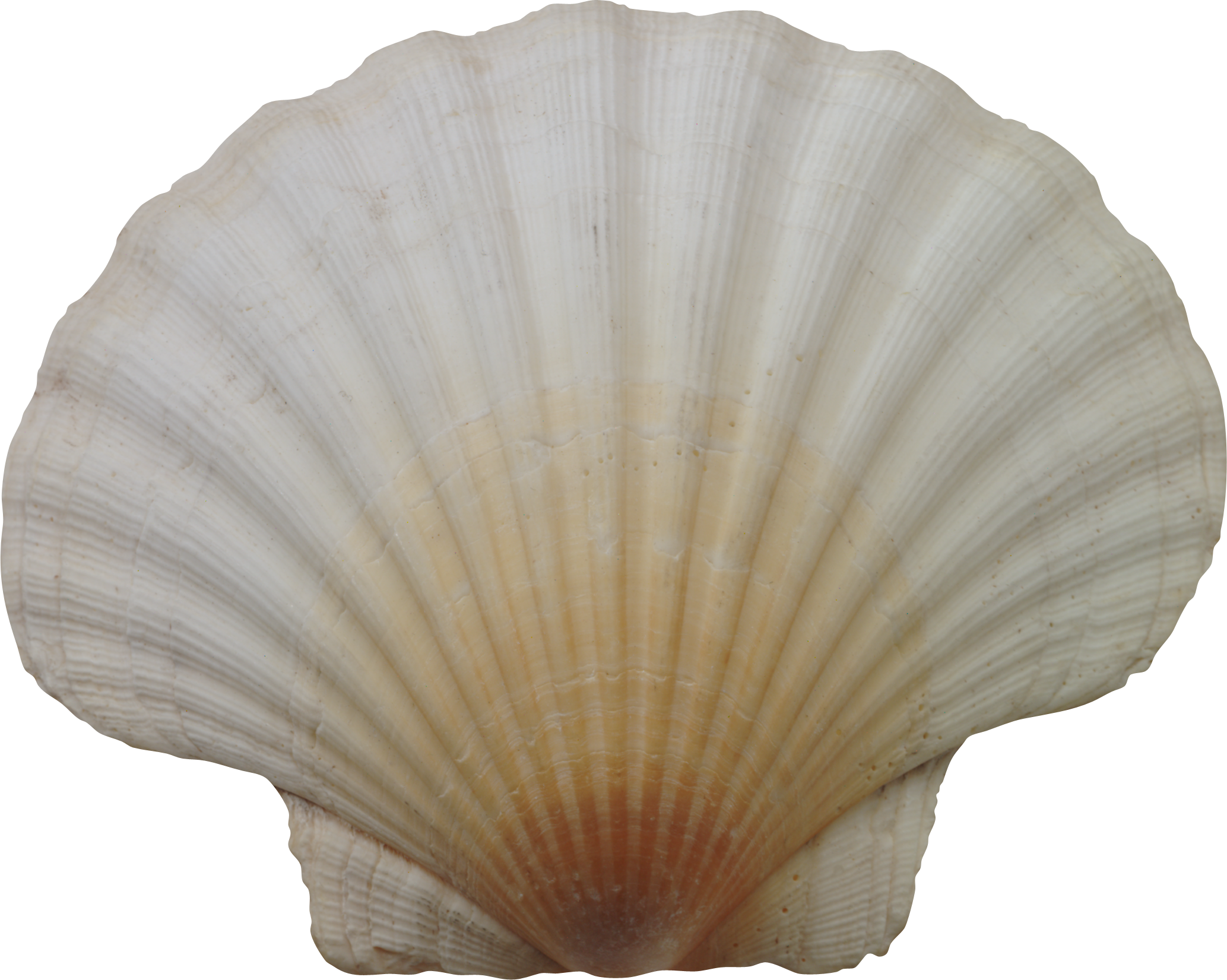 Scallop Shell Isolated Background