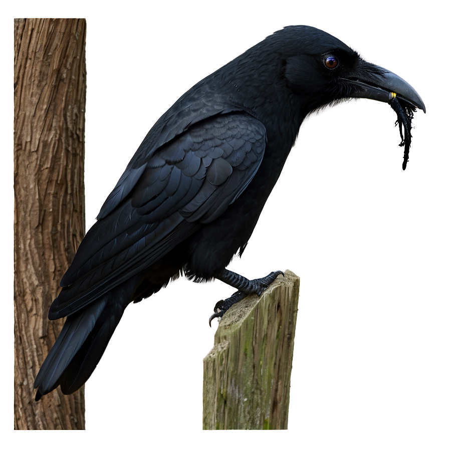 Scary Crow Png Ypc80