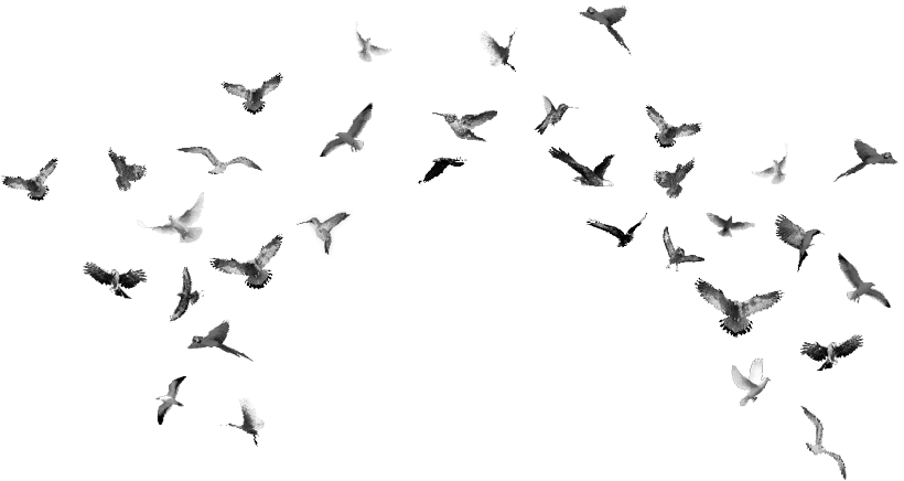 Scattered_ Flock_ In_ Flight.png