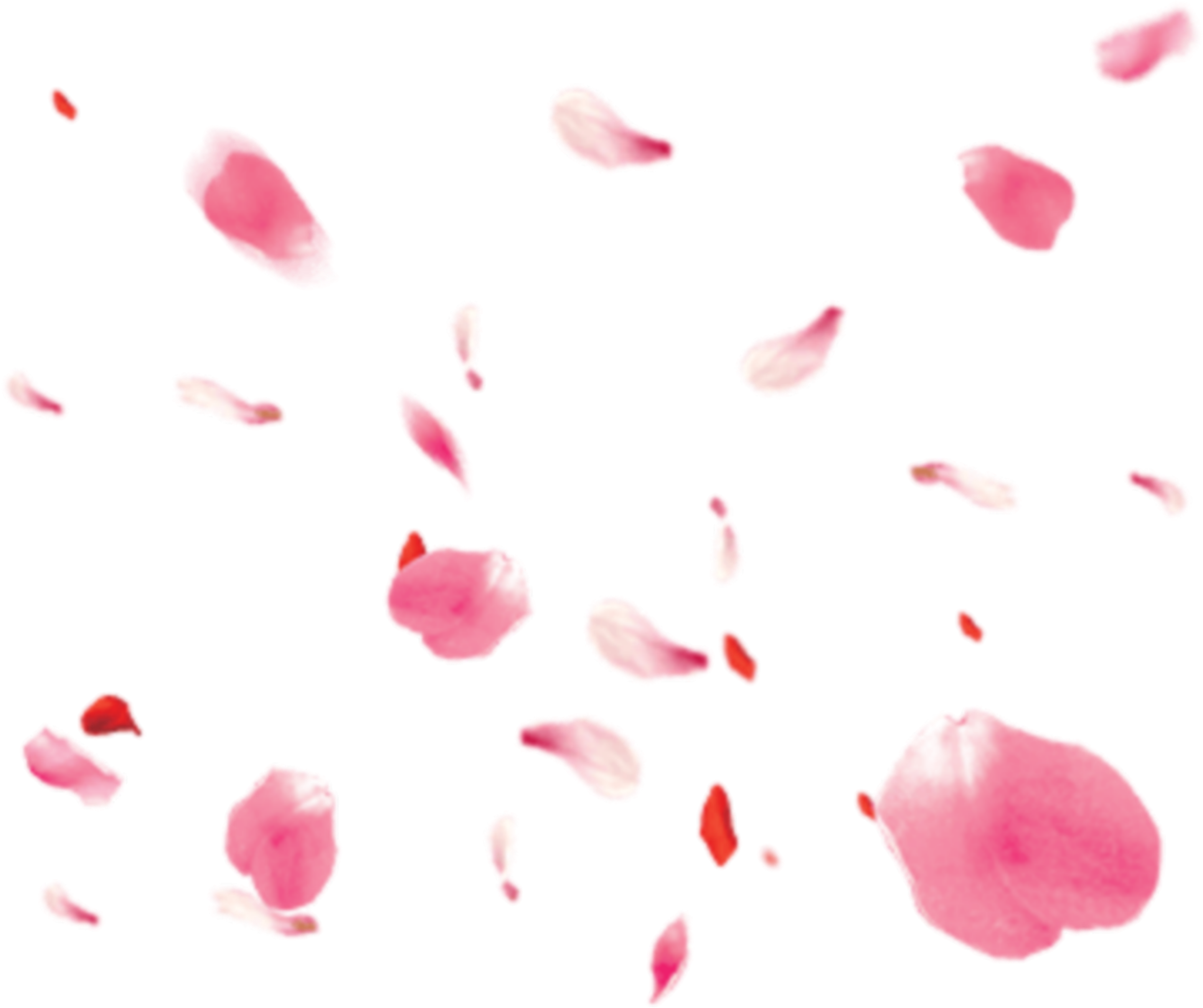 Scattered Rose Petals Transparent Background