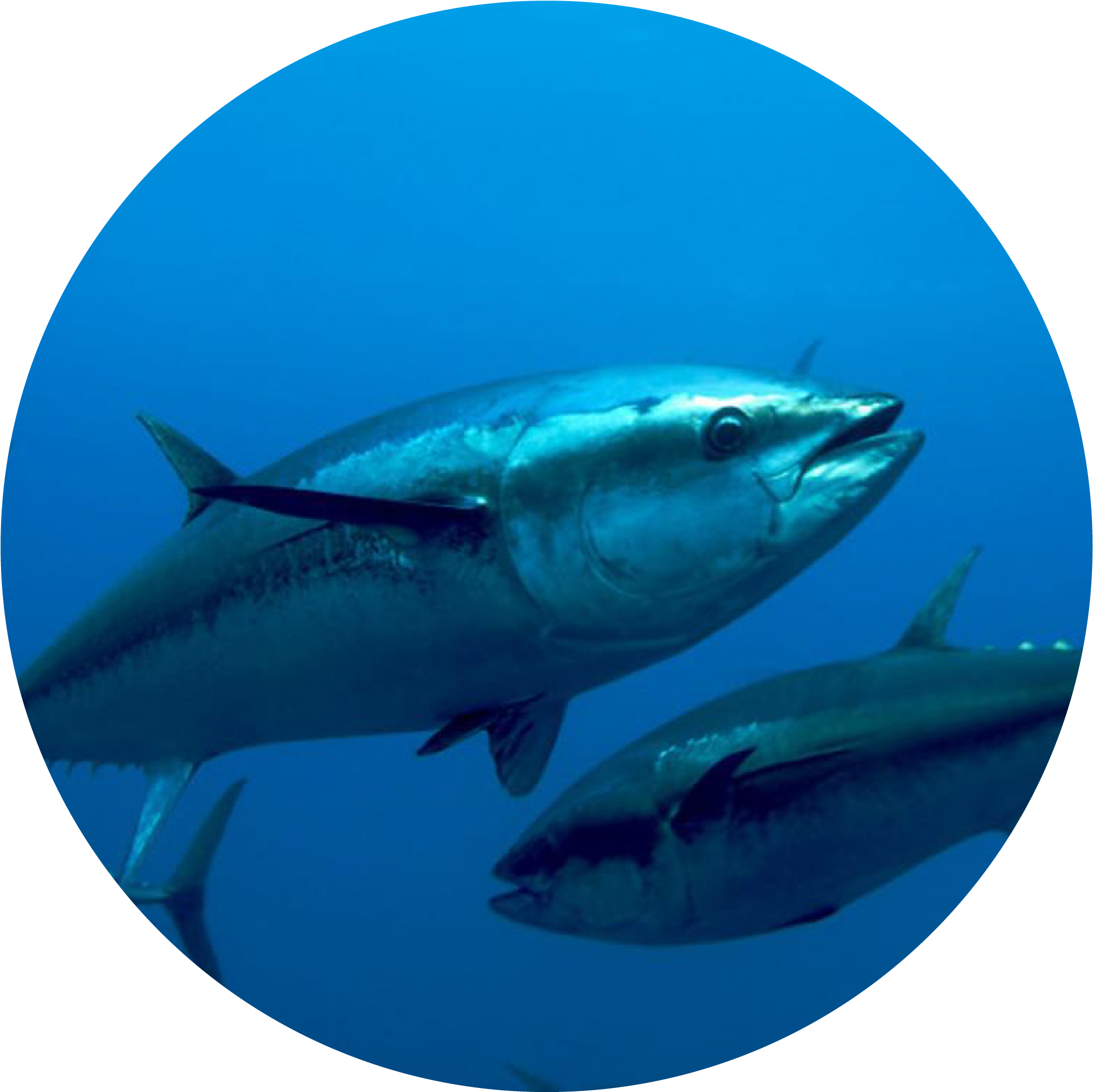 Schoolof Tuna Underwater