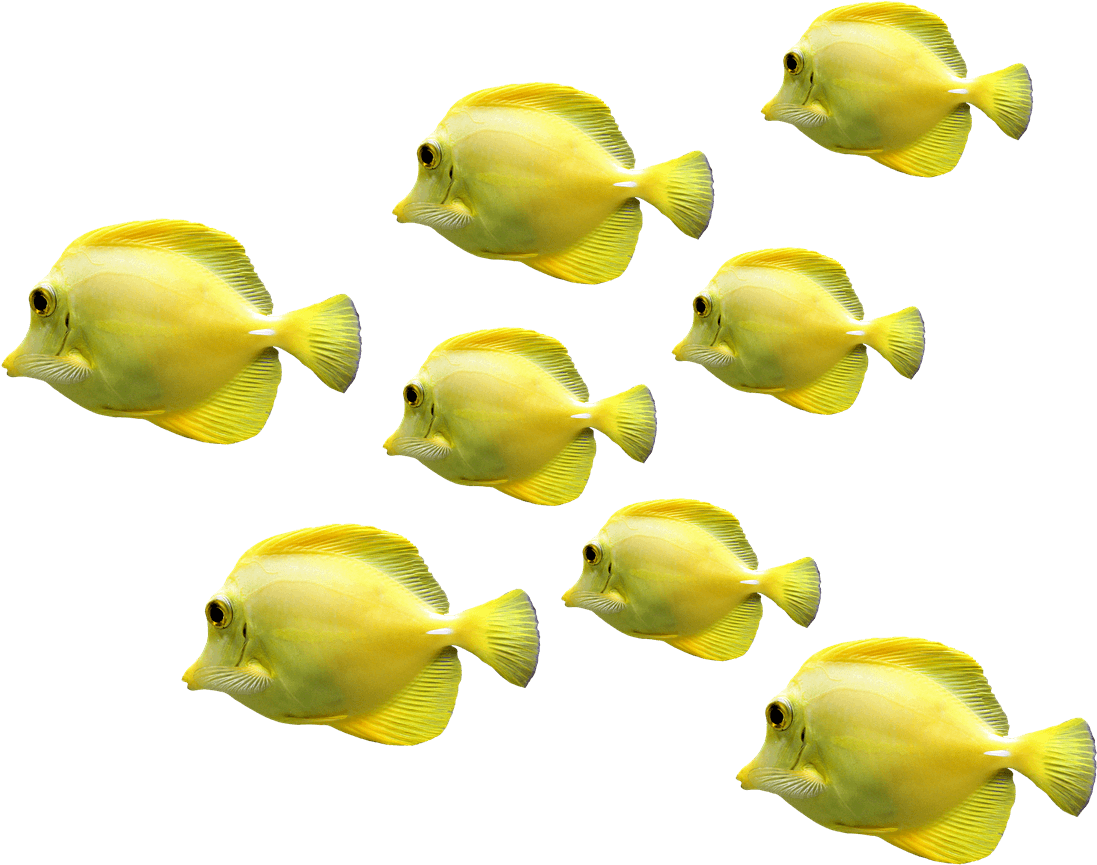 Schoolof Yellow Tropical Fish