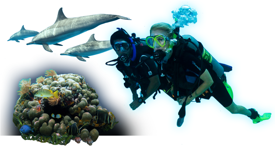 Scuba Diversand Marine Life Adventure