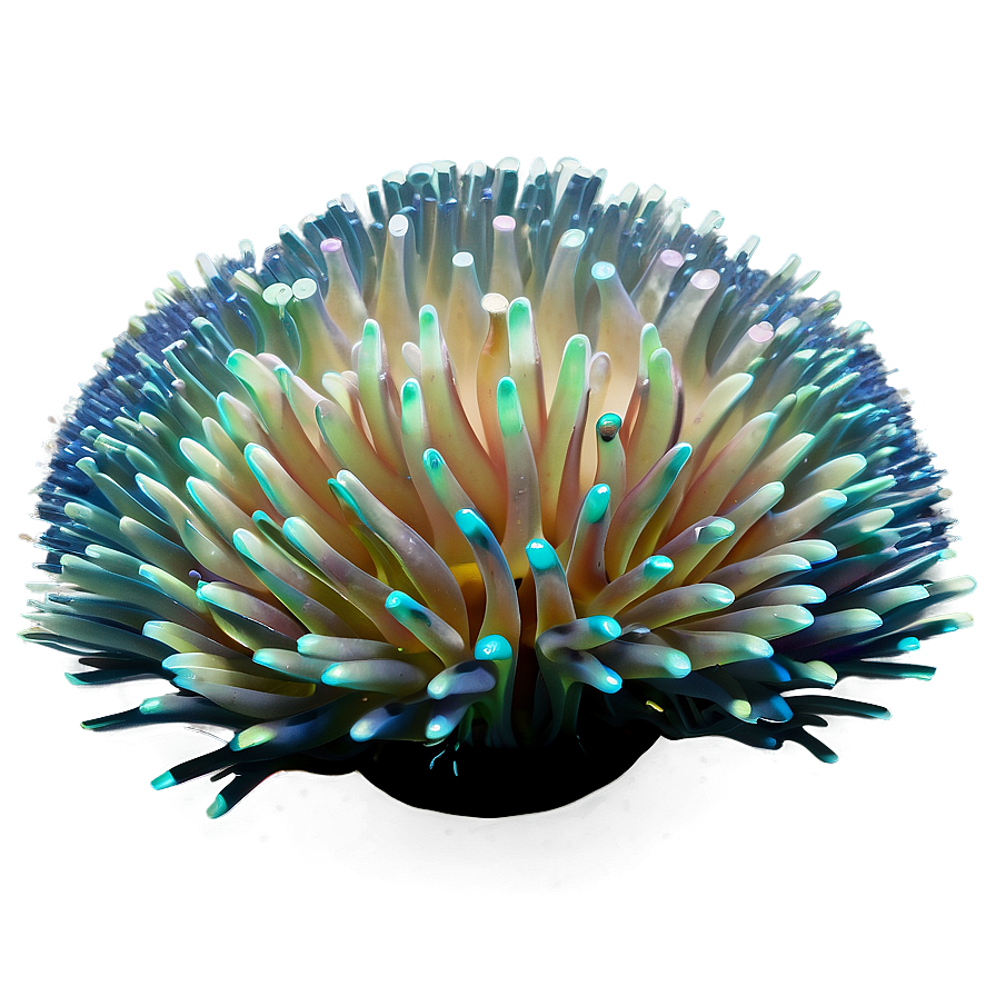 Sea Anemone Png Xiw15