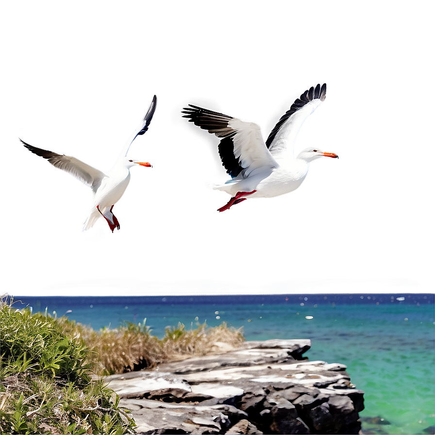 Sea Birds On Cliff Png 85