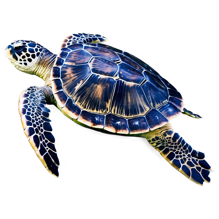 Sea Turtle Eco-friendly Tips Png Bfn