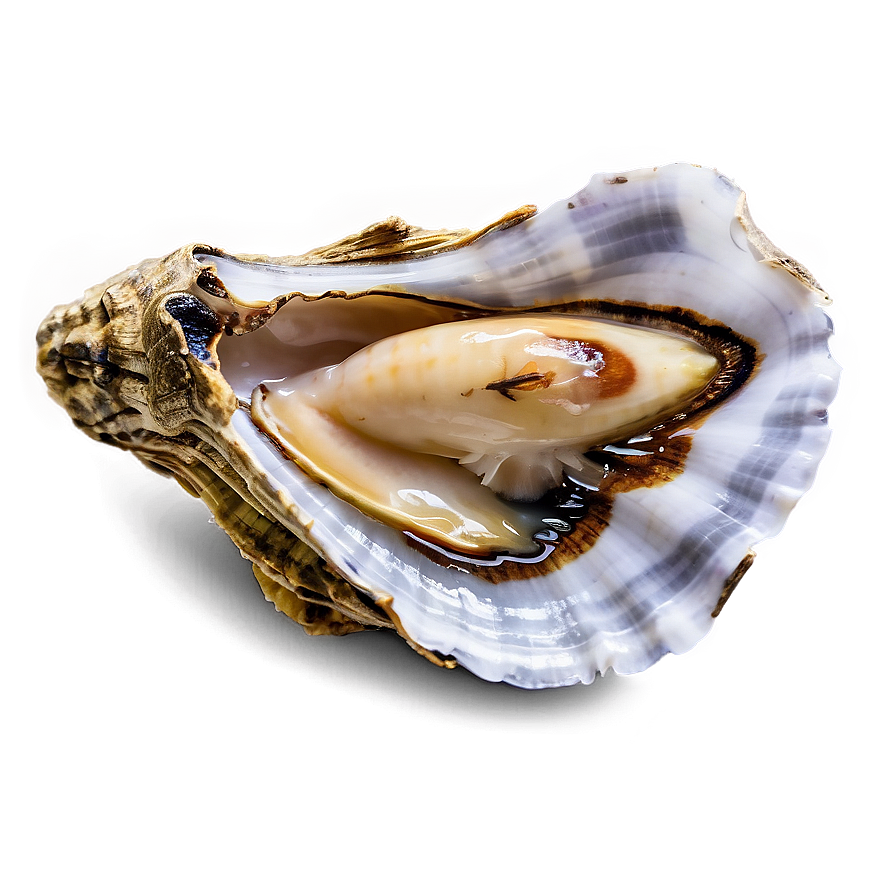 Seafood Oyster Png Oeg22